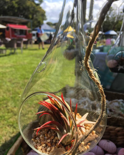 空气凤梨 | 空凤 | 懒人植物 | Air plant | Tillandsia