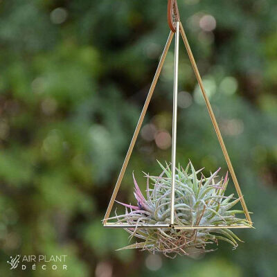 空气凤梨 | 空凤 | 懒人植物 | Air plant | Tillandsia