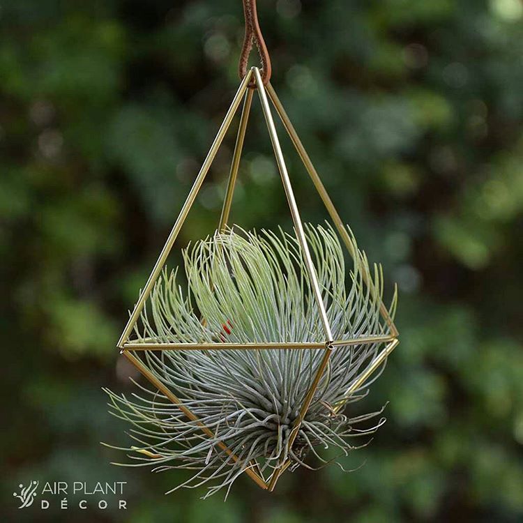 空气凤梨 | 空凤 | 懒人植物 | Air plant | Tillandsia