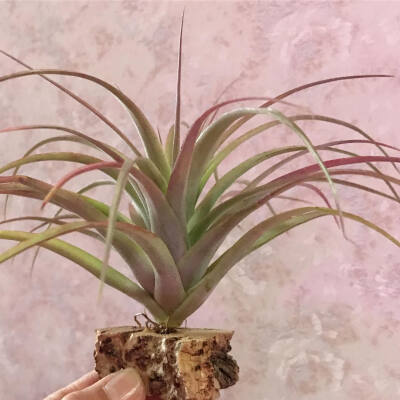 空气凤梨 | 空凤 | 懒人植物 | Air plant | Tillandsia