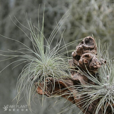 空气凤梨 | 空凤 | 懒人植物 | Air plant | Tillandsia