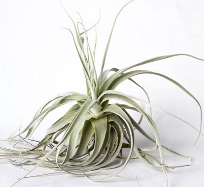 空气凤梨 | 空凤 | 懒人植物 | Air plant | Tillandsia