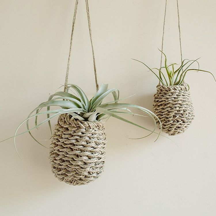 空气凤梨 | 空凤 | 懒人植物 | Air plant | Tillandsia