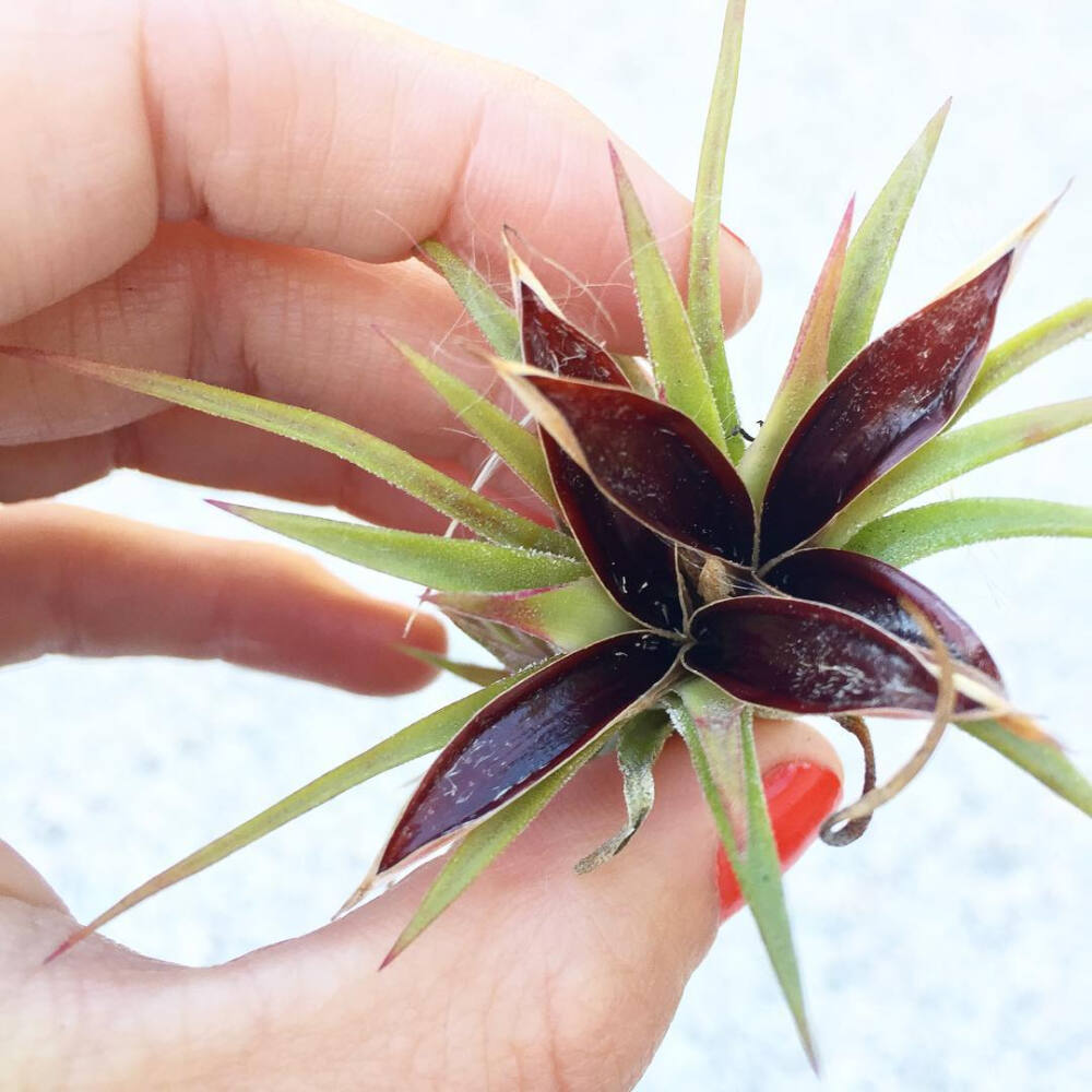 空气凤梨 | 空凤 | 懒人植物 | Air plant | Tillandsia