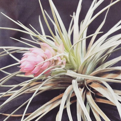 空气凤梨 | 空凤 | 懒人植物 | Air plant | Tillandsia