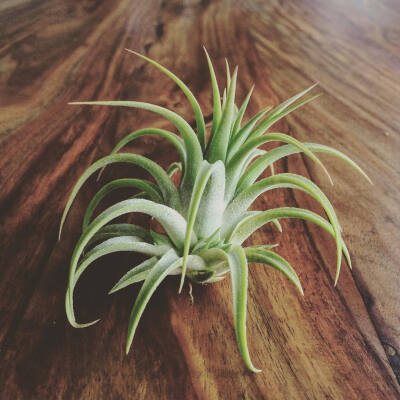 空气凤梨 | 空凤 | 懒人植物 | Air plant | Tillandsia