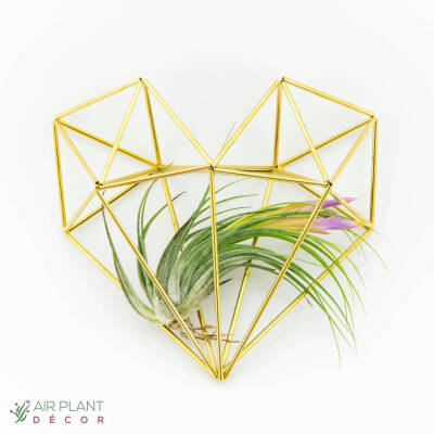 空气凤梨 | 空凤 | 懒人植物 | Air plant | Tillandsia