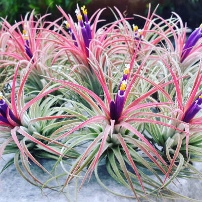 空气凤梨 | 空凤 | 懒人植物 | Air plant | Tillandsia