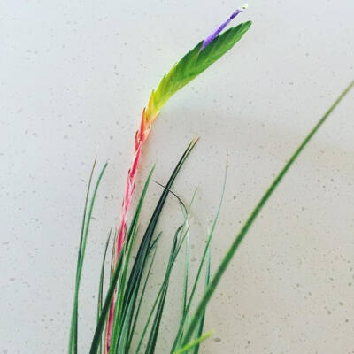 空气凤梨 | 空凤 | 懒人植物 | Air plant | Tillandsia