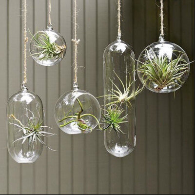 空气凤梨 | 空凤 | 懒人植物 | Air plant | Tillandsia