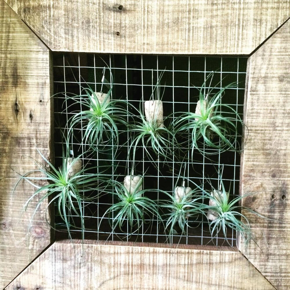 空气凤梨 | 空凤 | 懒人植物 | Air plant | Tillandsia