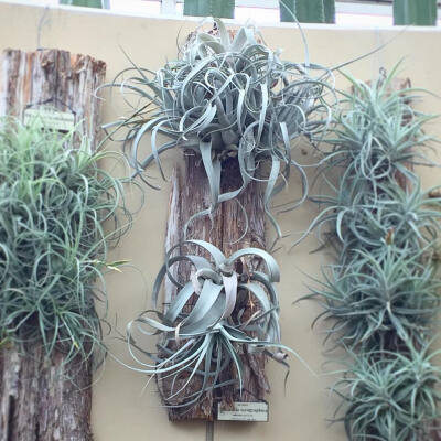 空气凤梨 | 空凤 | 懒人植物 | Air plant | Tillandsia