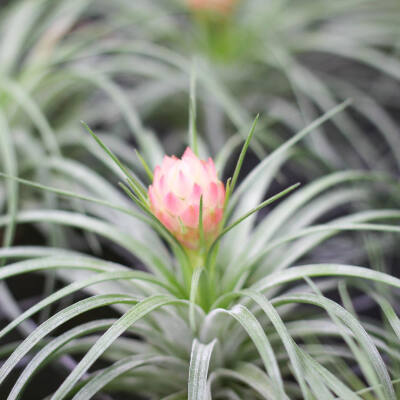 空气凤梨 | 空凤 | 懒人植物 | Air plant | Tillandsia