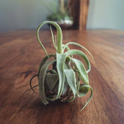 空气凤梨 | 空凤 | 懒人植物 | Air plant | Tillandsia