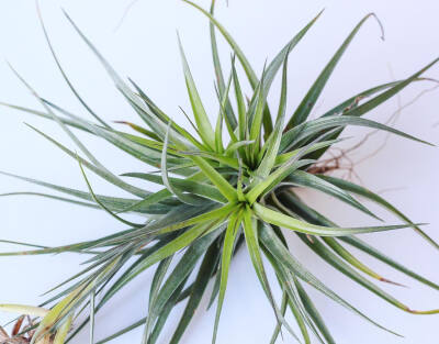 空气凤梨 | 空凤 | 懒人植物 | Air plant | Tillandsia