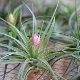 空气凤梨 | 空凤 | 懒人植物 | Air plant | Tillandsia