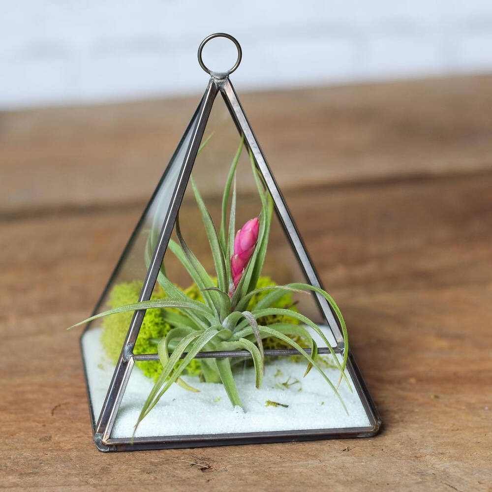 空气凤梨 | 空凤 | 懒人植物 | Air plant | Tillandsia