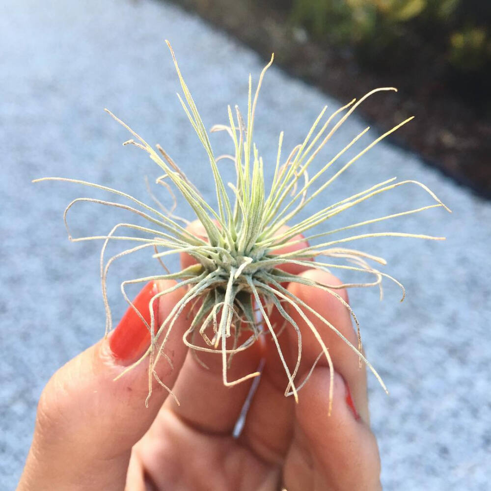 空气凤梨 | 空凤 | 懒人植物 | Air plant | Tillandsia