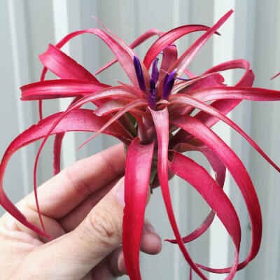 空气凤梨 | 空凤 | 懒人植物 | Air plant | Tillandsia