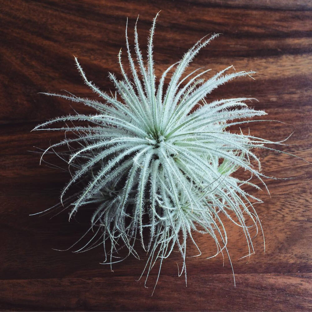 空气凤梨 | 空凤 | 懒人植物 | Air plant | Tillandsia