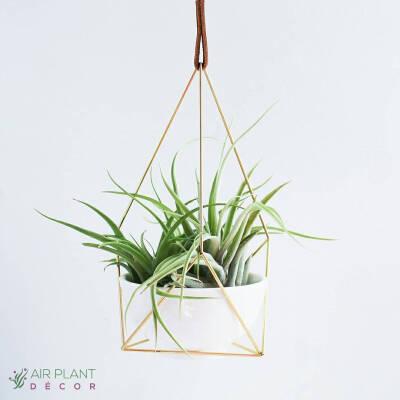 空气凤梨 | 空凤 | 懒人植物 | Air plant | Tillandsia