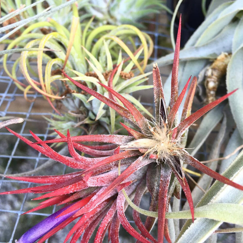 空气凤梨 | 空凤 | 懒人植物 | Air plant | Tillandsia