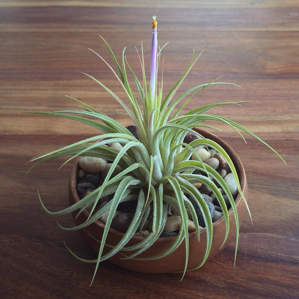 空气凤梨 | 空凤 | 懒人植物 | Air plant | Tillandsia