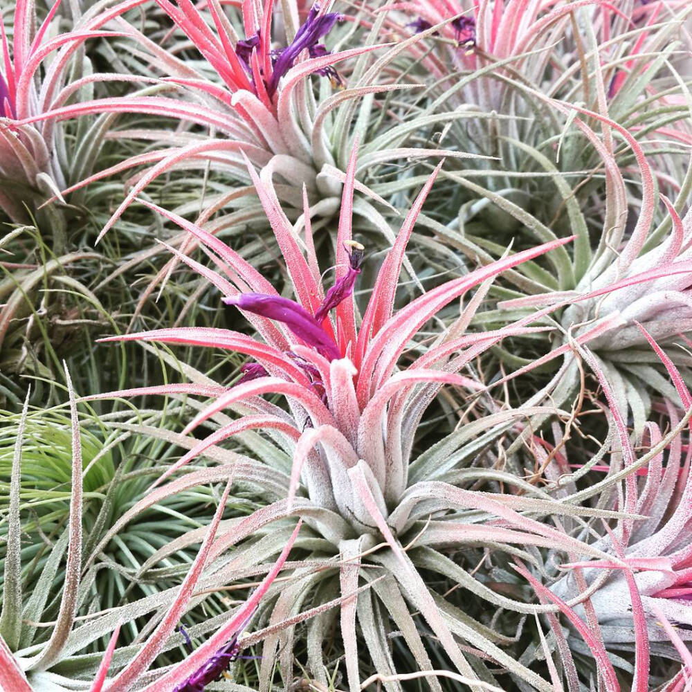 空气凤梨 | 空凤 | 懒人植物 | Air plant | Tillandsia