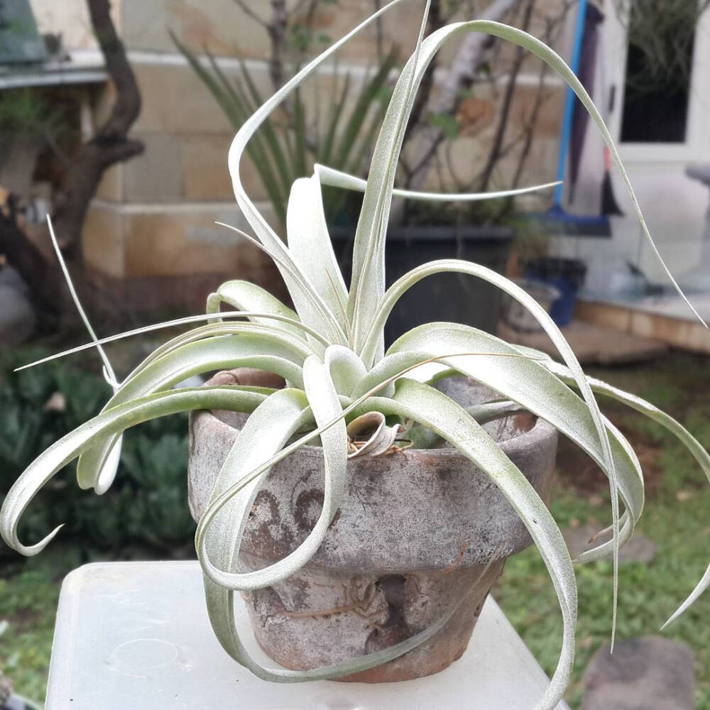 空气凤梨 | 空凤 | 懒人植物 | Air plant | Tillandsia