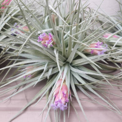 空气凤梨 | 空凤 | 懒人植物 | Air plant | Tillandsia