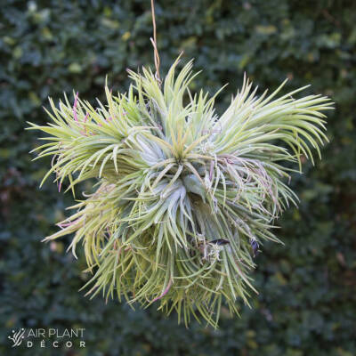 空气凤梨 | 空凤 | 懒人植物 | Air plant | Tillandsia