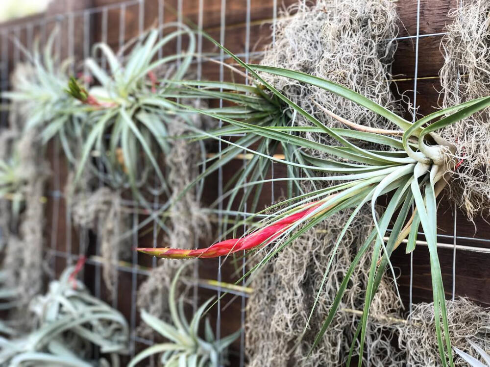 空气凤梨 | 空凤 | 懒人植物 | Air plant | Tillandsia