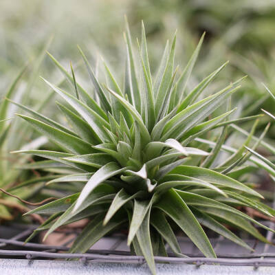 空气凤梨 | 空凤 | 懒人植物 | Air plant | Tillandsia