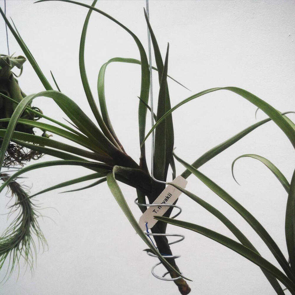 空气凤梨 | 空凤 | 懒人植物 | Air plant | Tillandsia