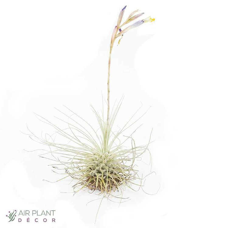 空气凤梨 | 空凤 | 懒人植物 | Air plant | Tillandsia