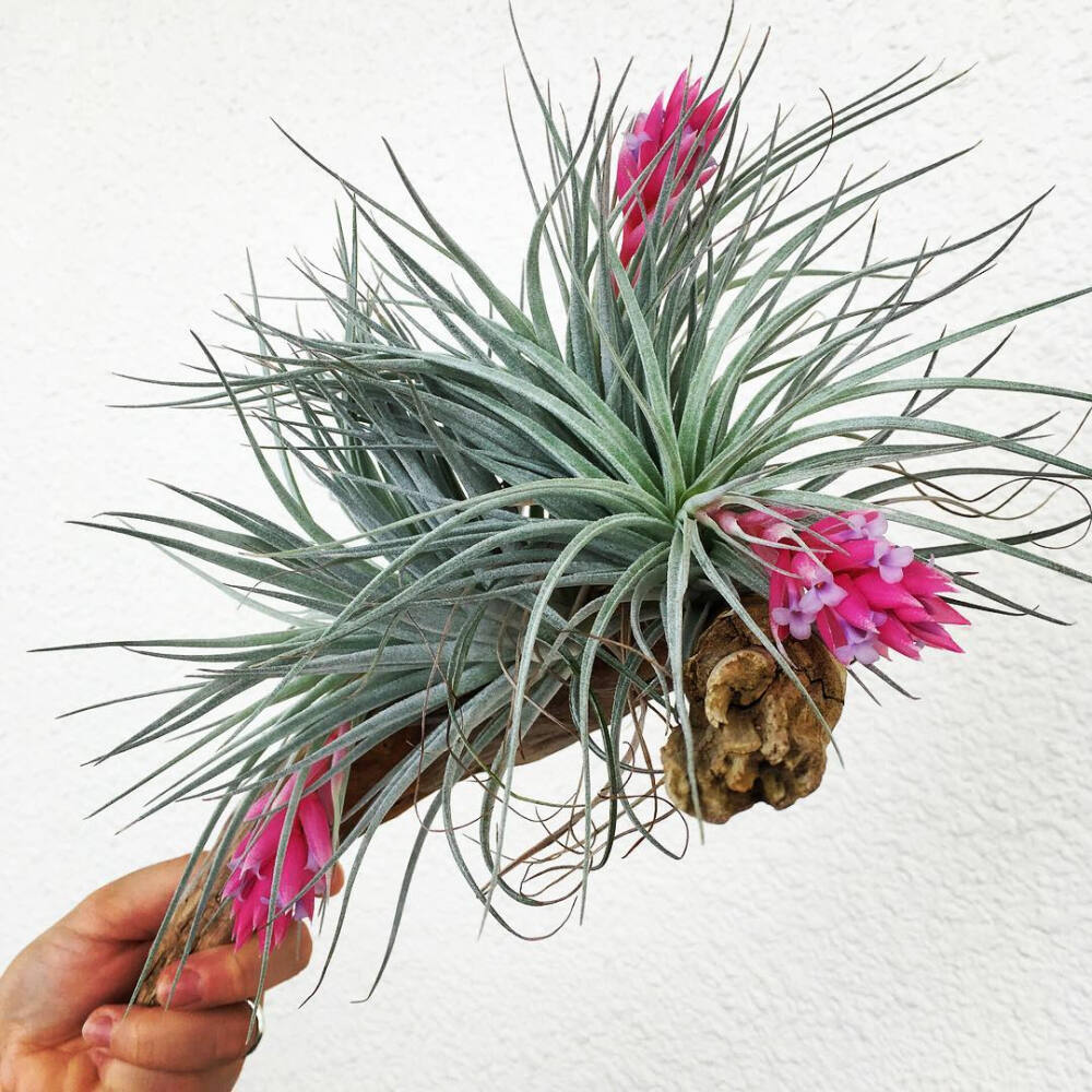 空气凤梨 | 空凤 | 懒人植物 | Air plant | Tillandsia