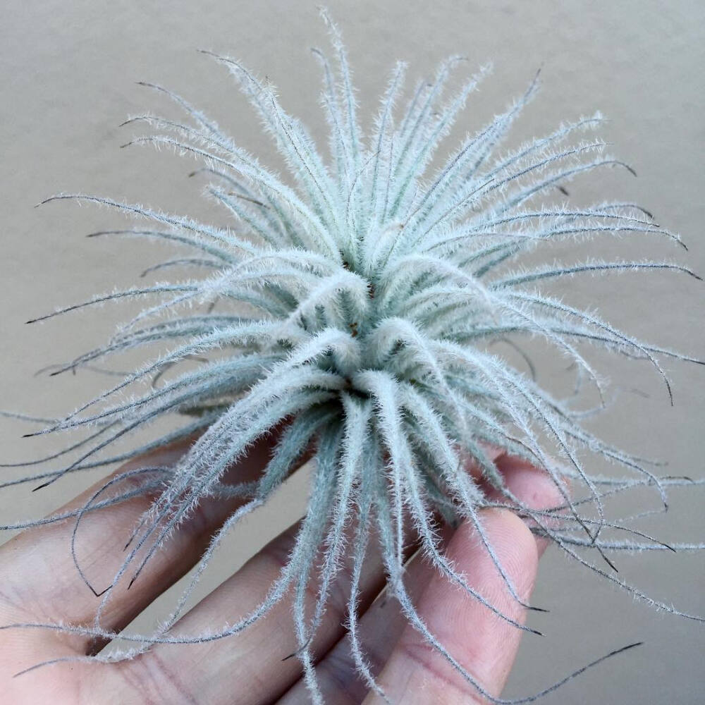 空气凤梨 | 空凤 | 懒人植物 | Air plant | Tillandsia