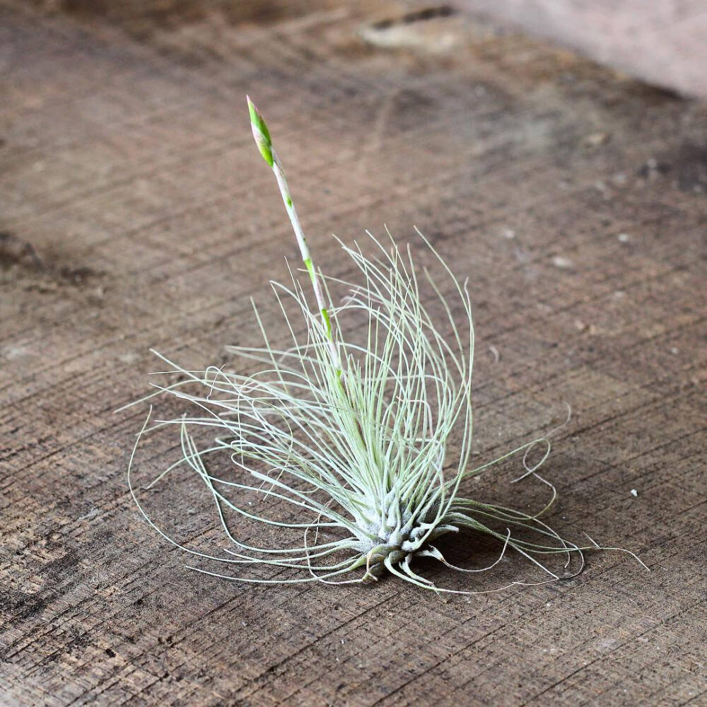 空气凤梨 | 空凤 | 懒人植物 | Air plant | Tillandsia