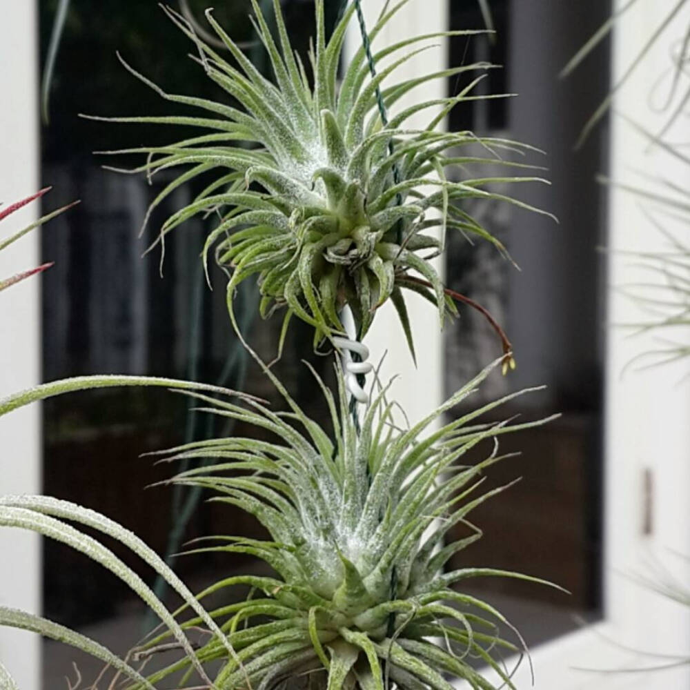 空气凤梨 | 空凤 | 懒人植物 | Air plant | Tillandsia