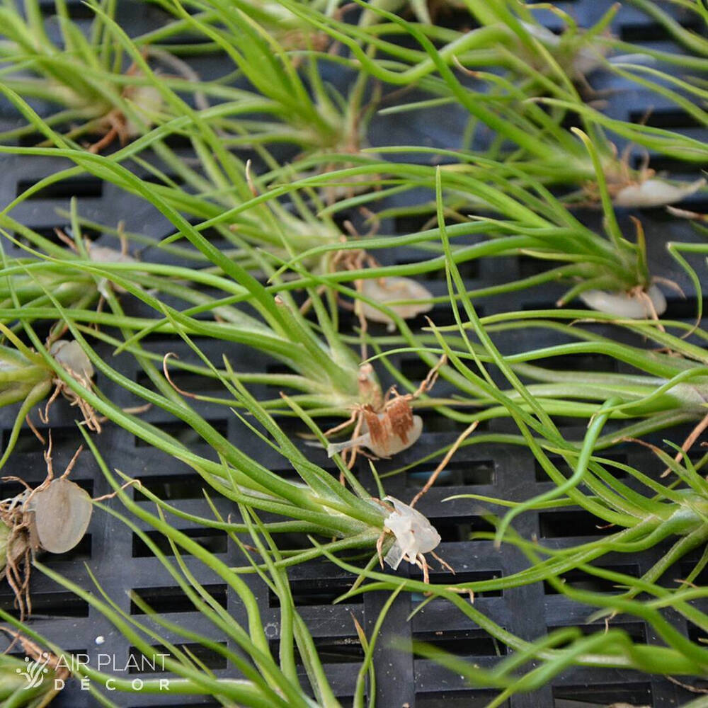 空气凤梨 | 空凤 | 懒人植物 | Air plant | Tillandsia