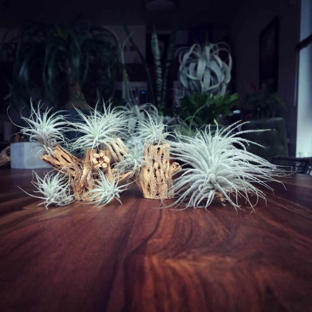 空气凤梨 | 空凤 | 懒人植物 | Air plant | Tillandsia