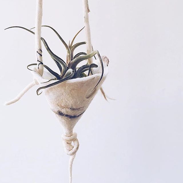 空气凤梨 | 空凤 | 懒人植物 | Air plant | Tillandsia