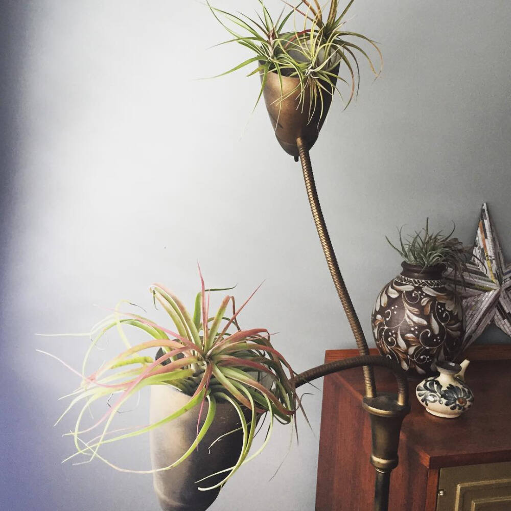 空气凤梨 | 空凤 | 懒人植物 | Air plant | Tillandsia