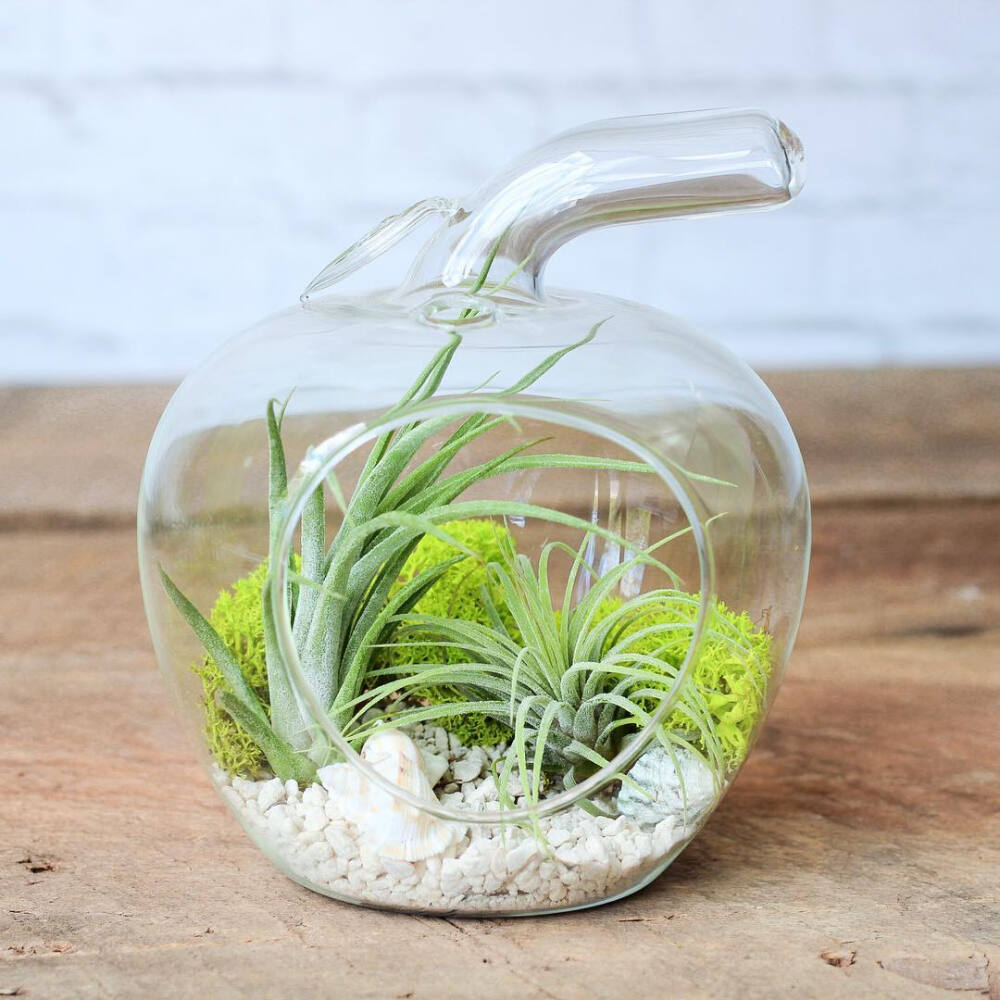 空气凤梨 | 空凤 | 懒人植物 | Air plant | Tillandsia