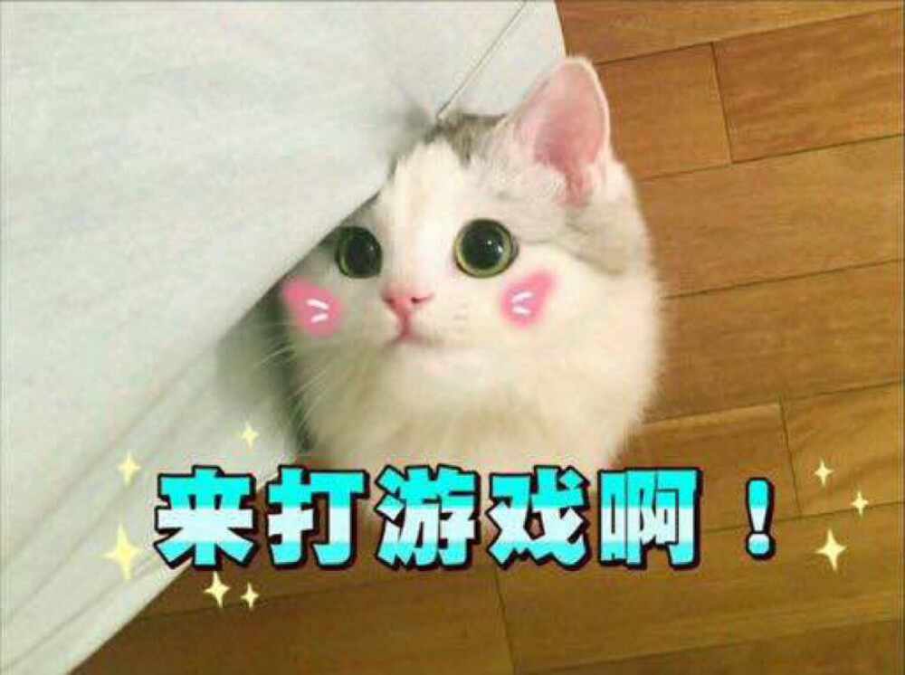 表情包 猫咪