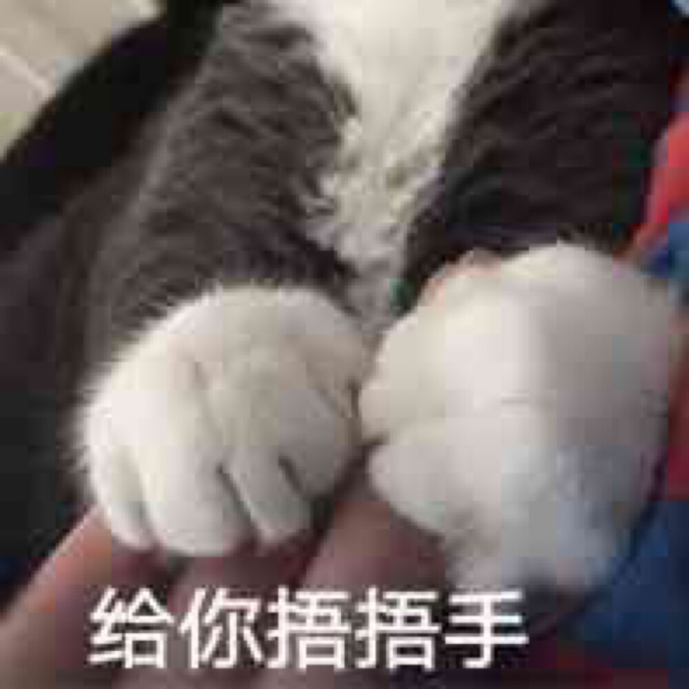 表情包 猫咪