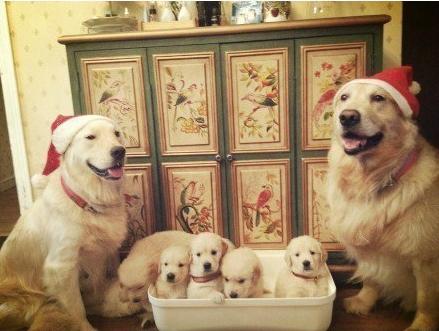 金毛和拉布拉多，傻傻分不清楚。2016.12.22