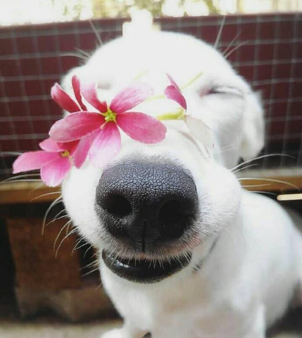 它最厉害就是装花痴,一见到花就心花怒放,咬,放上鼻子上,还会wink,露