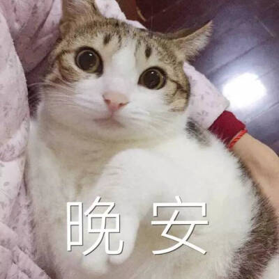 可爱的小猫