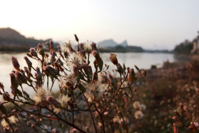 夕阳下的花